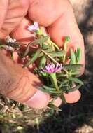 Imagem de Delosperma virens L. Bol.