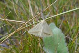 Image of straw belle