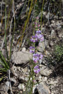 Image of James' beardtongue