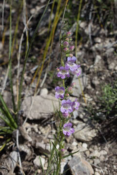 Image of James' beardtongue