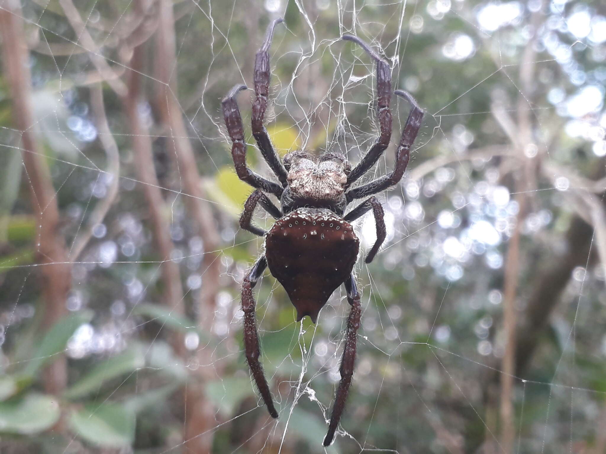 Imagem de Caerostris extrusa Butler 1882