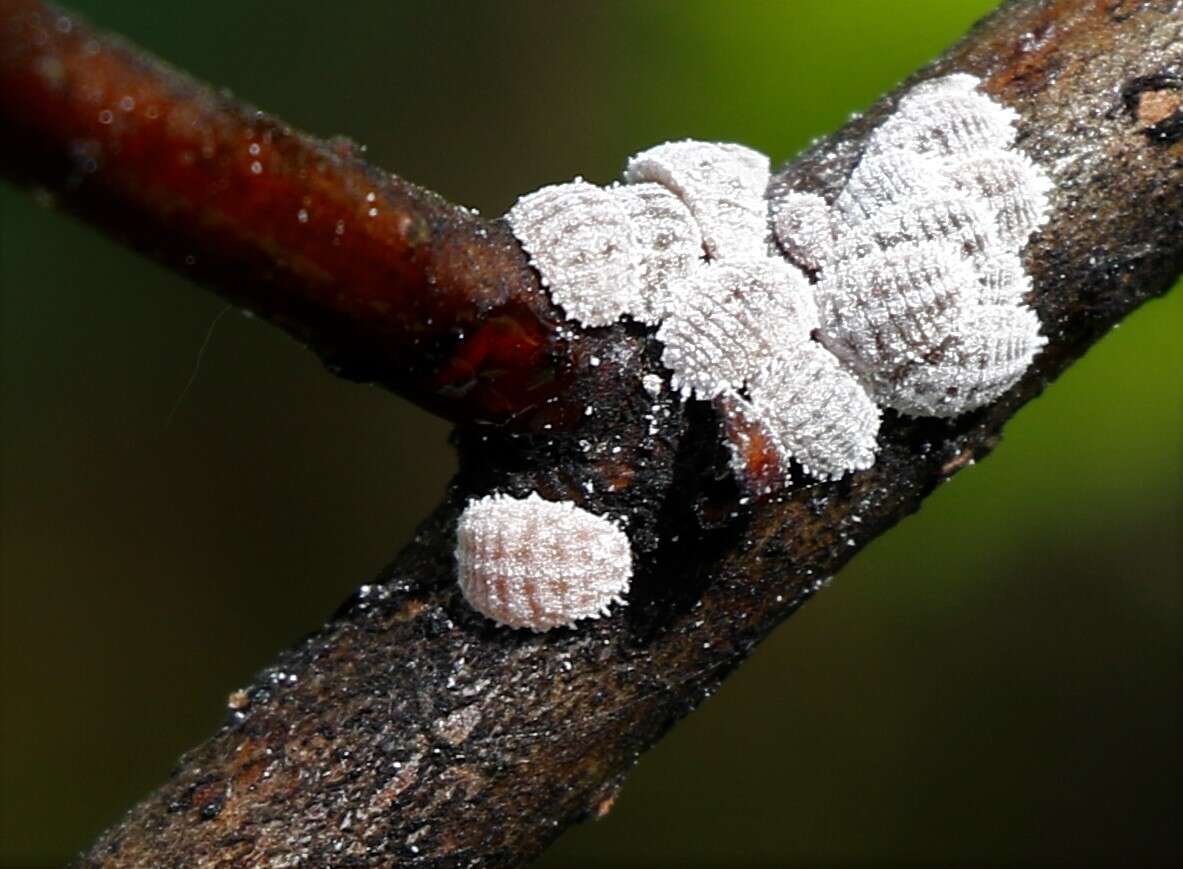 Image of Apple mealybug