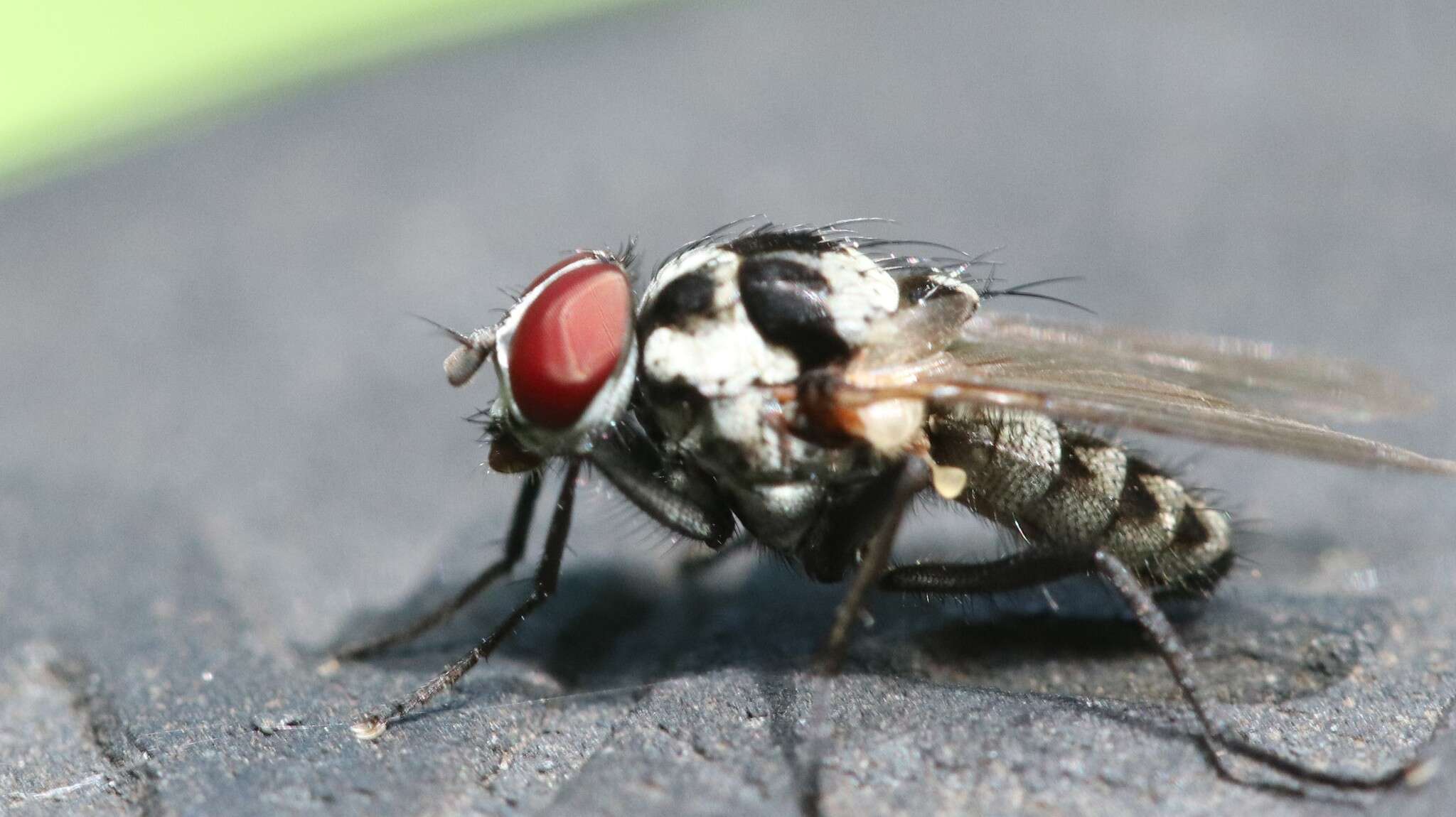 Image of Anthomyia pluvialis (Linnaeus 1758)