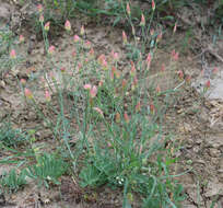 صورة Bongardia chrysogonum (L.) Sp.