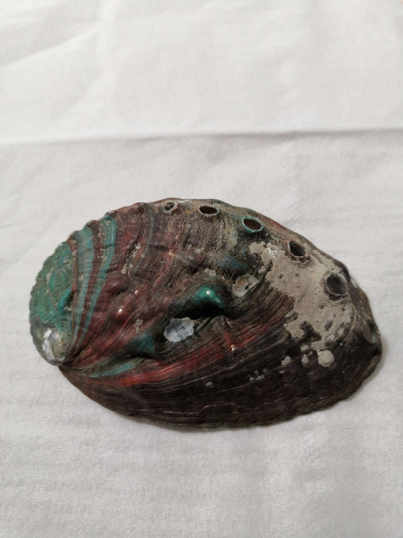 Image of Japanese abalone