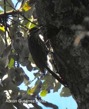 Image of White-striped Woodcreeper