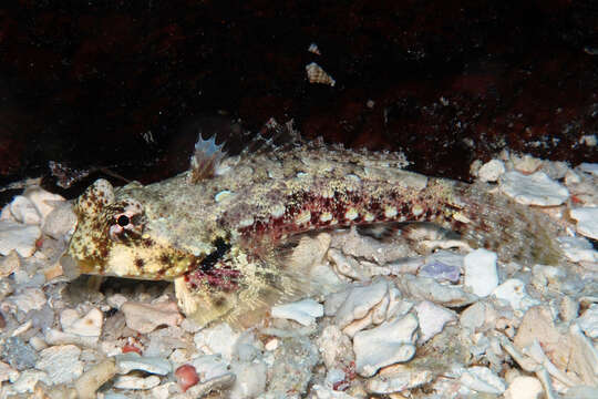 Image of Morrison's dragonet