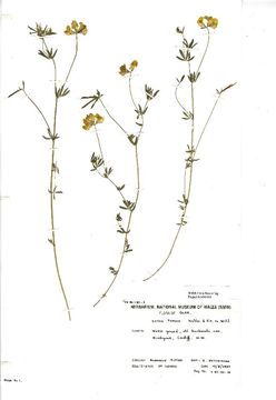 Image of narrow-leaf bird's-foot trefoil