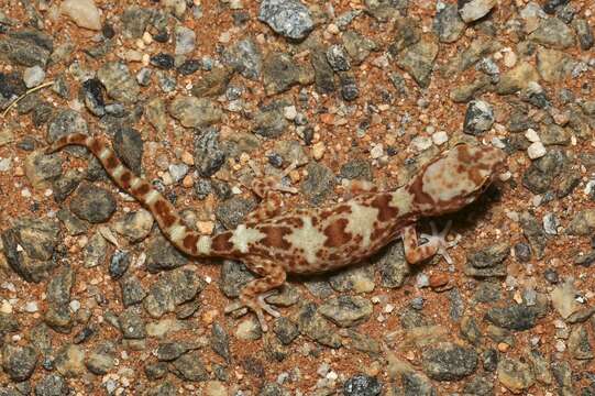 Image of Byrne's Gecko