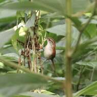 Image of Rufous-and-white Wren