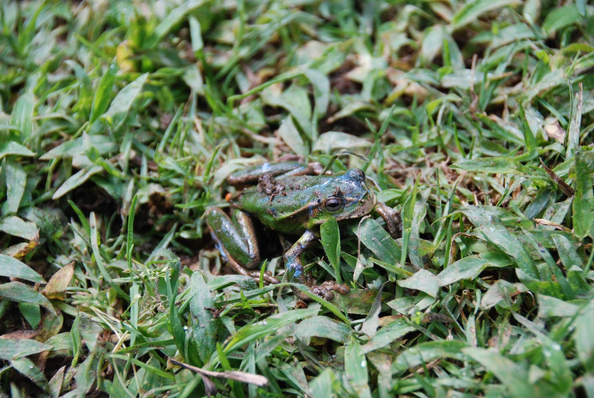 Image of Silver marsupial frog