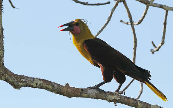 Image of Amazonian Oropendola