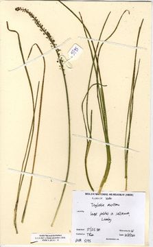 Image of Sea Arrowgrass
