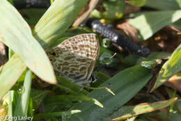 Слика од Leptotes durrelli