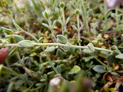 Sivun Chaenorhinum segoviense subsp. segoviense kuva