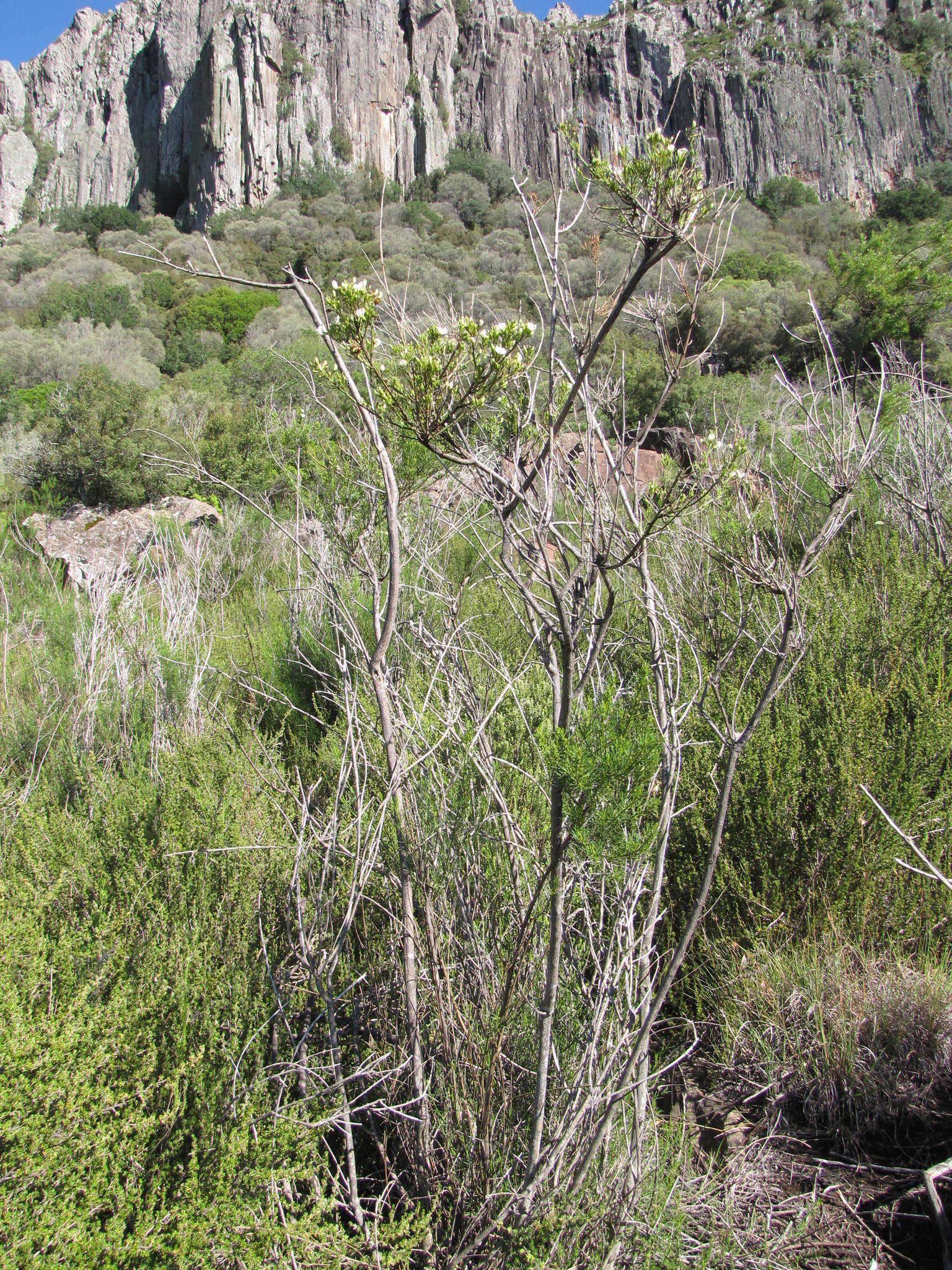 Image of <i>Psoralea margaretiflora</i>