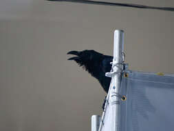 Image of Corvus macrorhynchos japonensis Bonaparte 1850