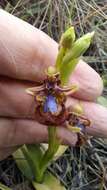 Image of Looking-glass Orchid