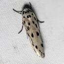 Image of Ethmia crocosoma Meyrick 1914