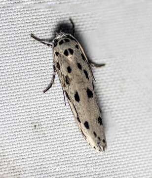 Image of Ethmia crocosoma Meyrick 1914