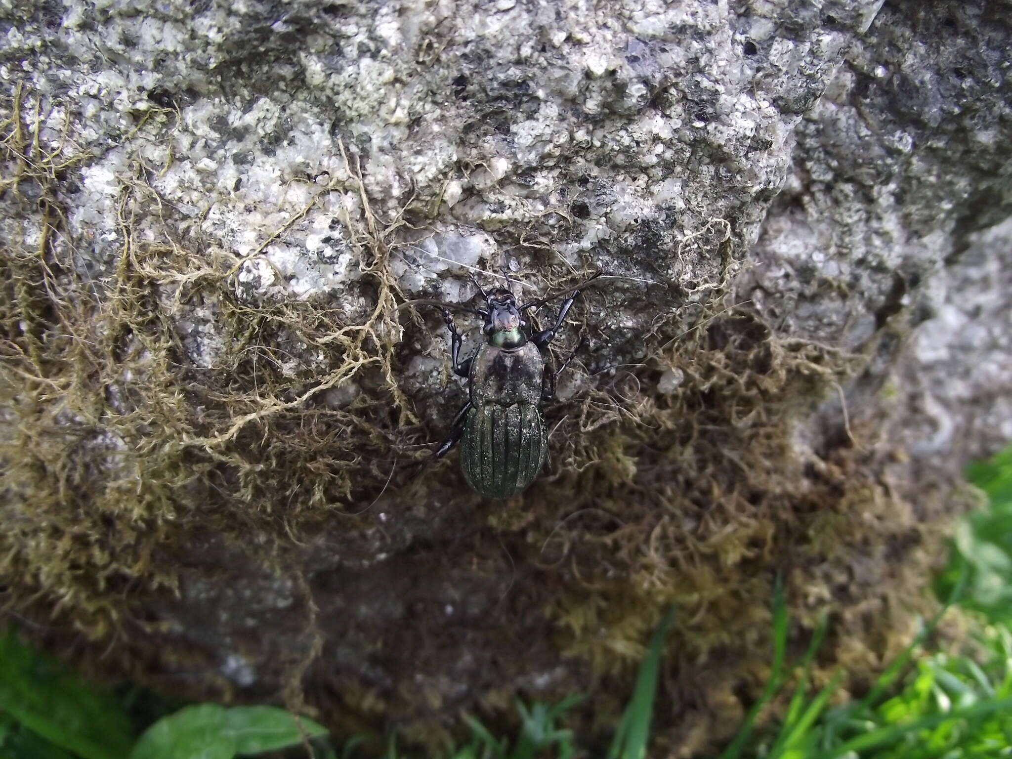 Image of Carabus (Ctenocarabus) melancholicus Fabricius 1798