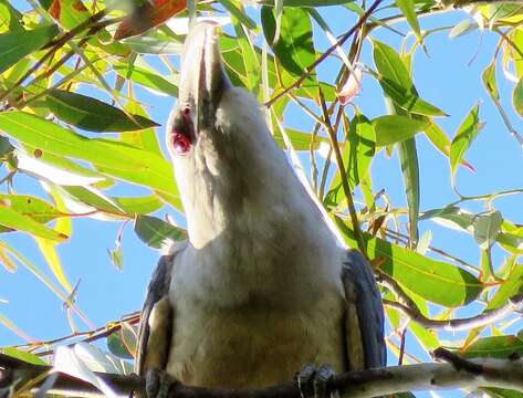 Imagem de Scythrops Latham 1790