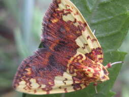 Image of Siglophora sanguinolenta Moore 1888