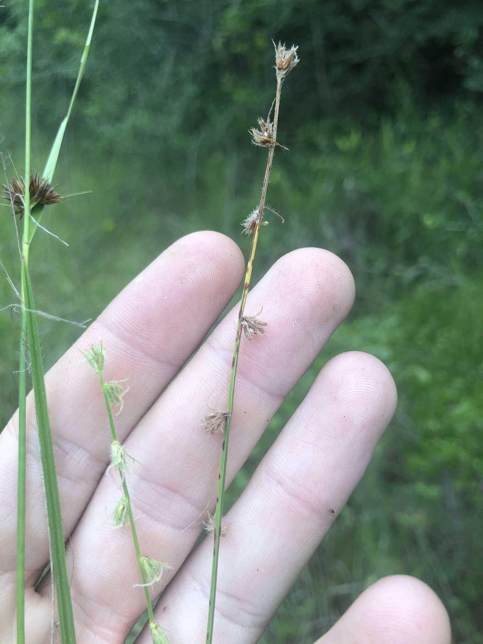 Image of River-Swamp Nut-Rush