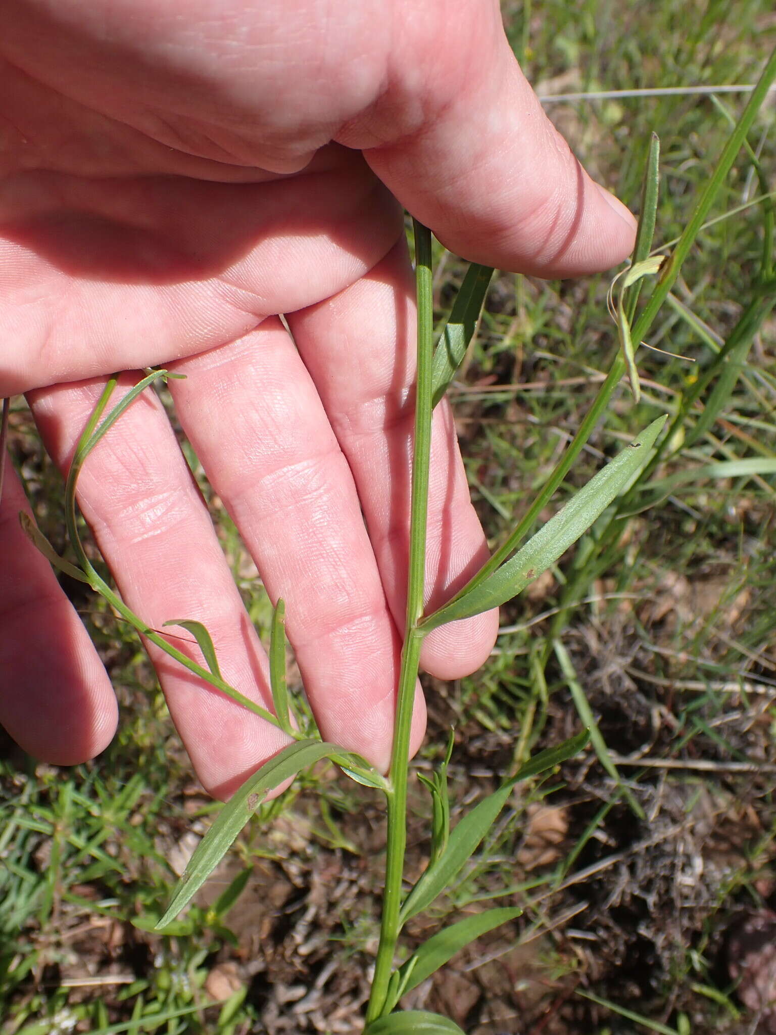 Image of Wright's snakeweed