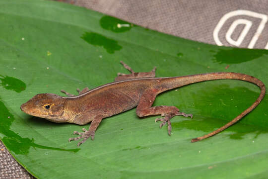 Image of Cope's Veracruz Anole