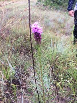 Image of blazing star