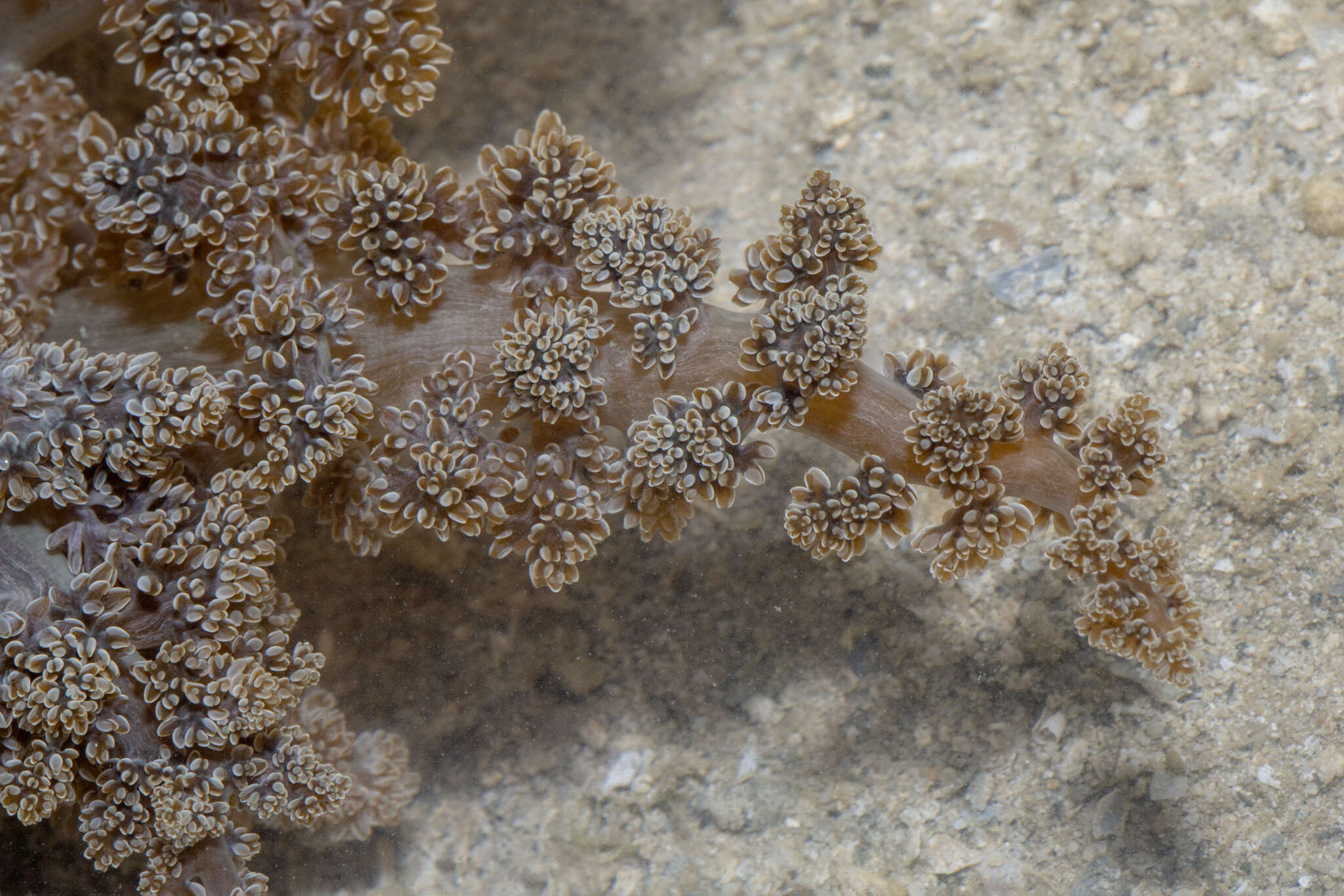 Image of tree anemone