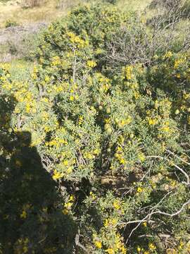 Image of Cleomella arborea var. globosa (Coville) J. C. Hall & Roalson