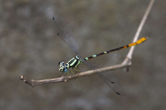 Imagem de Rhinagrion viridatum Fraser 1938