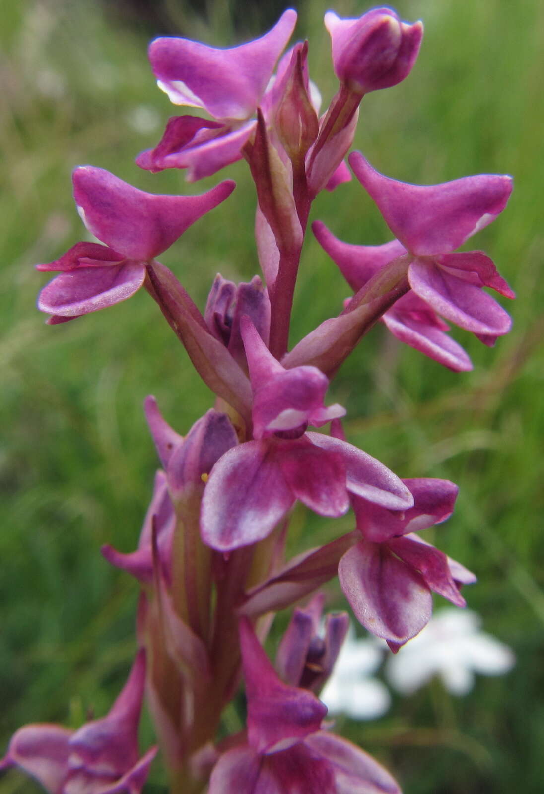 Image of Disa stricta Sond.