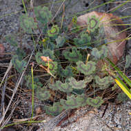 Image of Pelargonium tabulare (Burm. fil.) L'Her.