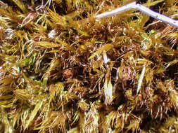 Image of Howell's dicranum moss