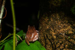 Image of Pseudophilautus amboli (Biju & Bossuyt 2009)