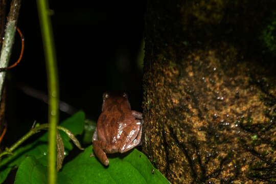 Image of Pseudophilautus amboli (Biju & Bossuyt 2009)