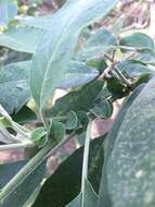 Image of Solanum granulosoleprosum Dun.