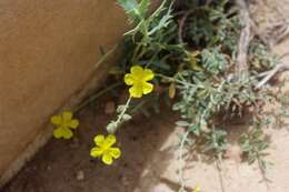 Image of Helianthemum ruficomum (Viv.) Sprengel