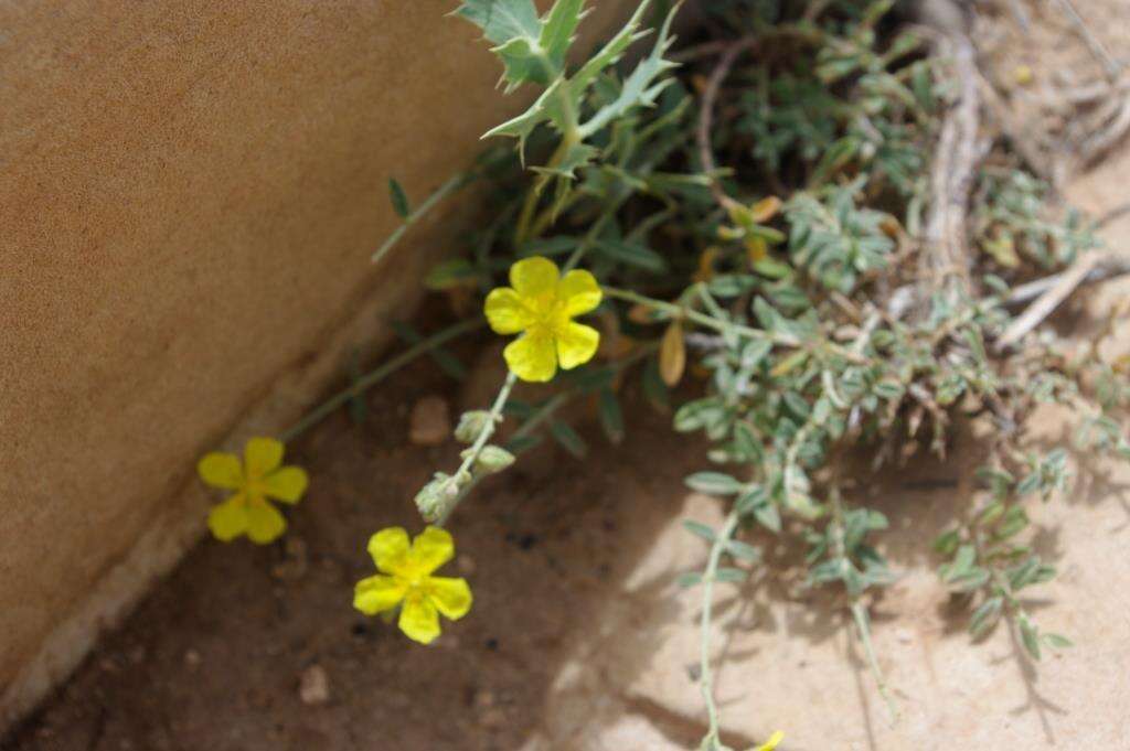 Helianthemum ruficomum (Viv.) Sprengel resmi