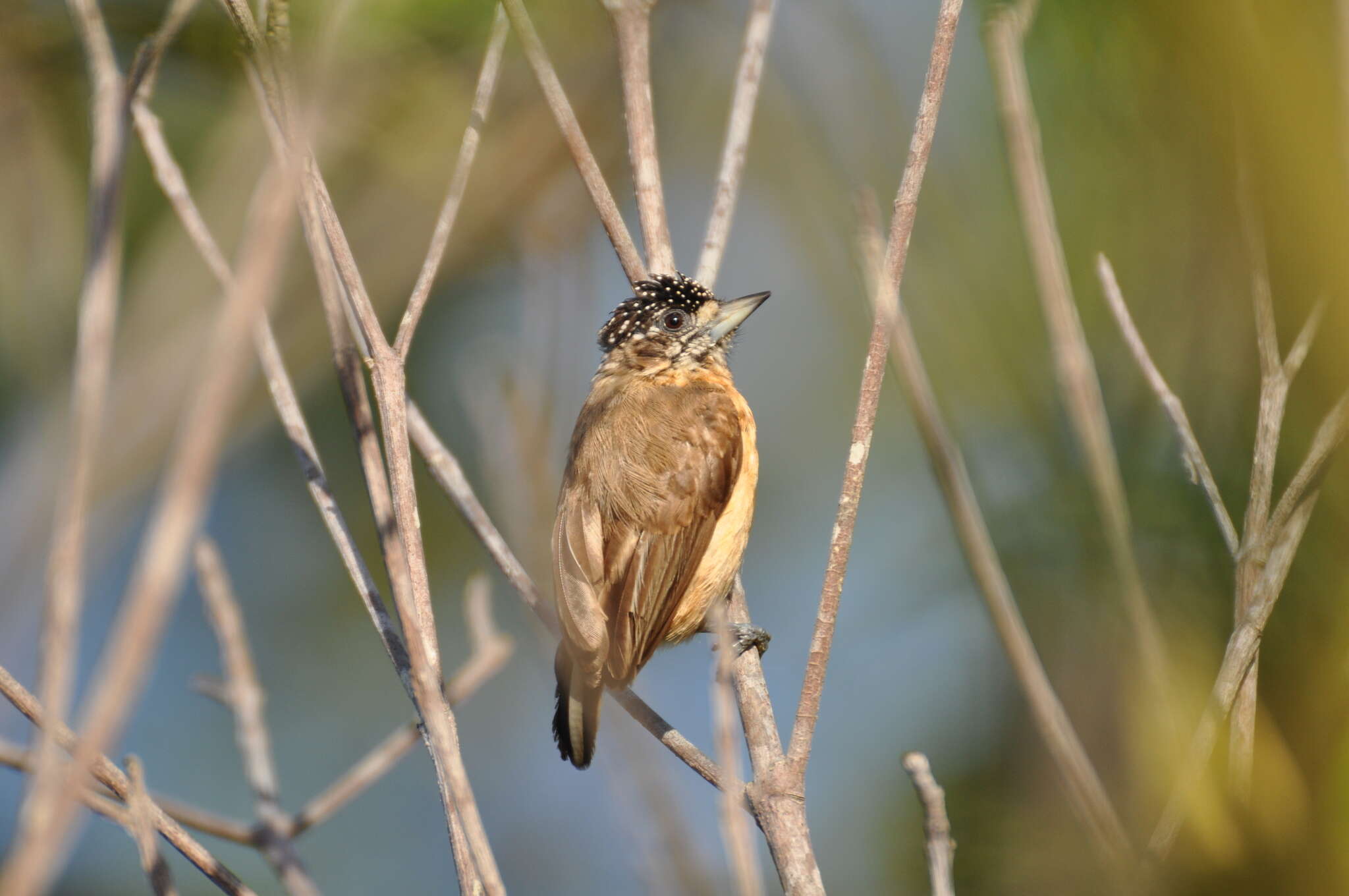 Image of Ochraceous Piculet