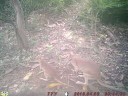 Image of Agile Wallaby