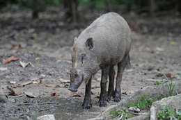 Image of Bearded Pig