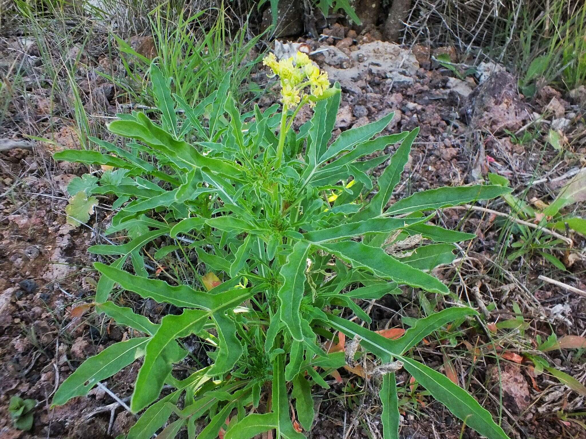 Image of Reseda crystallina Webb & Berth.