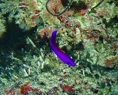 Image of Pseudochromis porphyreus