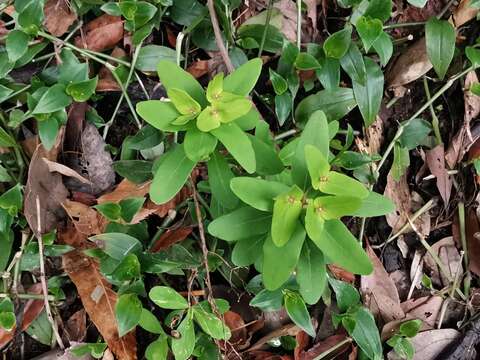 Image of Siebold's spurge