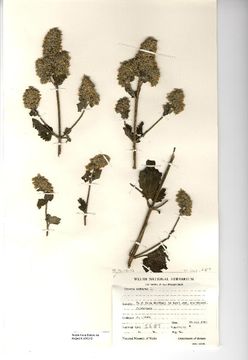 Image of catnip