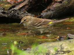 Image of Myrtle Warbler